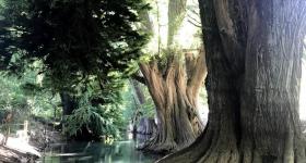 En esta ribera del Río Blanco, hay alrededor de 800 ejemplares de Ahuehuete, un árbol muy longevo que dura mucho tiempo en alcanzar su edad adulta